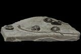 Plate Of Ichthyosaur Vertebrae & Ribs - Germany #114181-3
